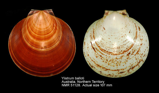 Ylistrum balloti(3).jpg - Ylistrum balloti (Bernardi,1861)